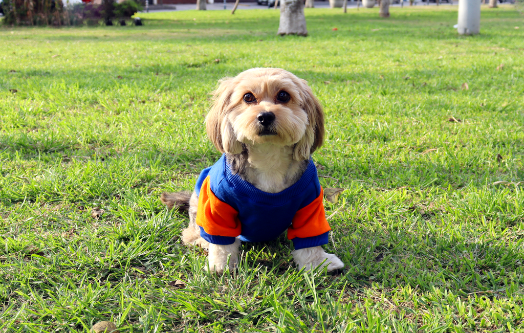 Polera Retro Azul/Naranja