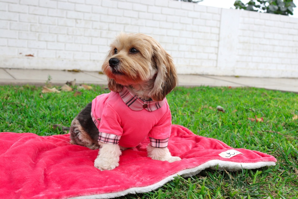 Polo Camisa Rosado Cuadros